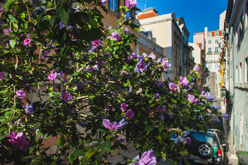Fototapeta na wymiar a typical portugese street