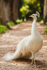 a white peacock on the ground © wundermann