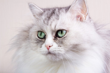 Portrait of a gray and white cat close up