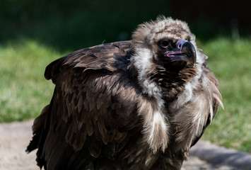 Wildpark Tiere