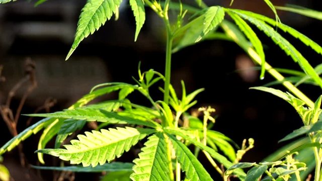 Marijuana tree Is a biennial plant That has both benefits and penalties, And also taken as a medical ingredient to cure the disease, There are many countries that make it a legitimate plant. 