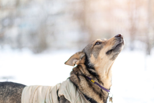 Funny dog on winter background