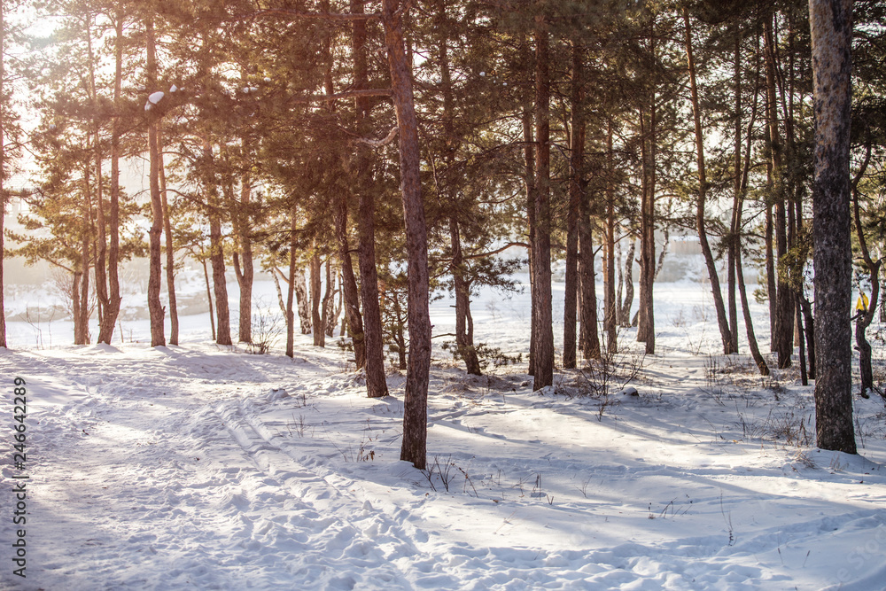 Wall mural cold winter forest in the sunlight