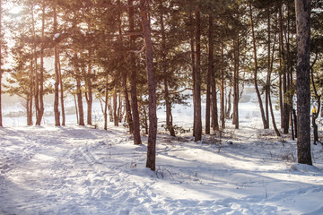cold winter forest in the sunlight