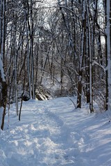 The hiking trail in the snowy forest landscape.