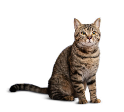 Portrait Of Beautiful Grey Cat On White Background