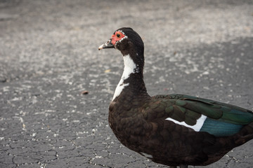isolated black duck walking through a parking lot