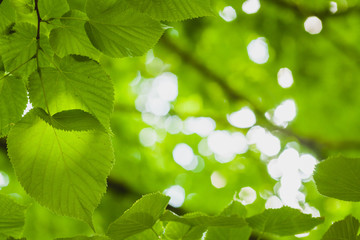 Fototapeta na wymiar sun through the green leaves
