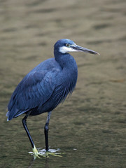 Western reef heron (Egretta gularis)
