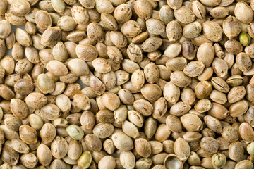 Closeup of Cannabis Hemp seeds. top view textured background