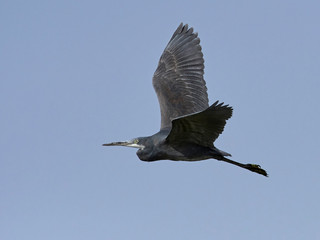 Western reef heron (Egretta gularis)