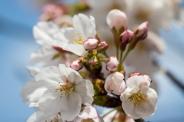 Fototapeta premium Cherry blossoms in central Tokyo, Nihonbashi, Chuo-city, Tokyo, Japan