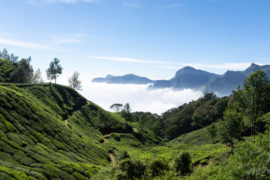 Plantations de th&eacute; de Top station, Munnar, Kerala, Inde