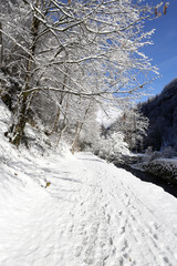 Sentier sous la neige le long du torrent du Bonnant. Parc thermal de Saint-Gervais-les-Bains/Le Fayet. / Trail under the snow.along the Bonnant stream. Thermal Park of St. Gervais-les-Bains / Le Fayet