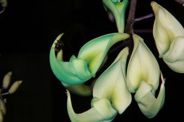 Jade