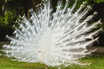 Obraz premium a white peacock on the ground