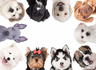 Collage of cute baby dogs