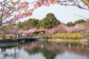 Naklejka premium Nagoya, Japan-March 15, 2018, Cherry blossom in Nabana no Sato, Nagashima spa land, Nagoya, Japan.