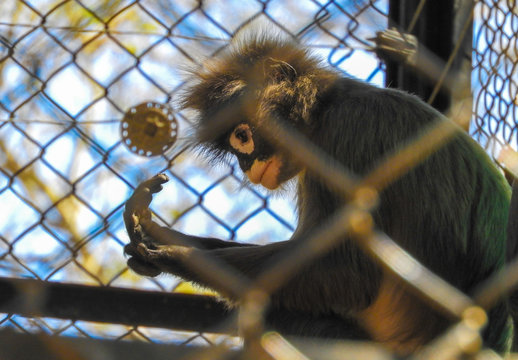 The animal is busy in thinking 