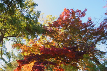 上田城跡公園紅葉