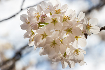 Cherry blossoms in central Tokyo, Nihonbashi, Chuo-city, Tokyo, Japan
