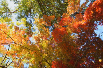 上田城跡公園紅葉