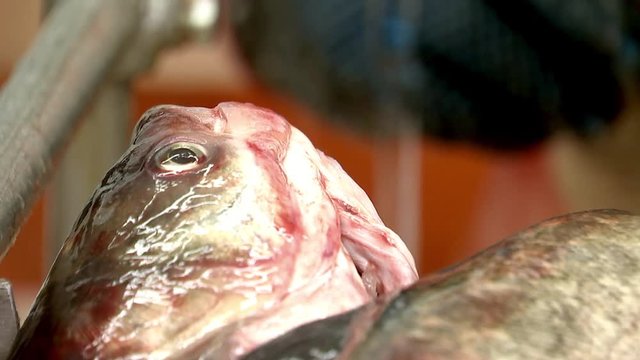 Butcher shop, washed eviscerated fish, Primary fish processing,