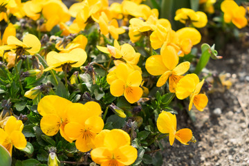 Yellow viola flower in the garden.