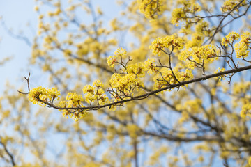 Cornus officinalis sieb.