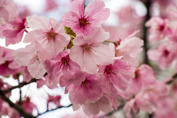 Obraz premium Cherry blossoms in central Tokyo, Nihonbashi, Chuo-city, Tokyo, Japan