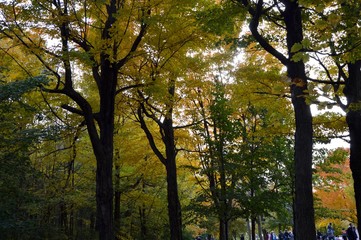 Forêt d'automne 