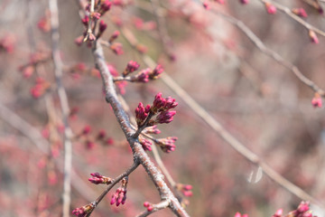 Bud of Sakura (Cherry blossoms).