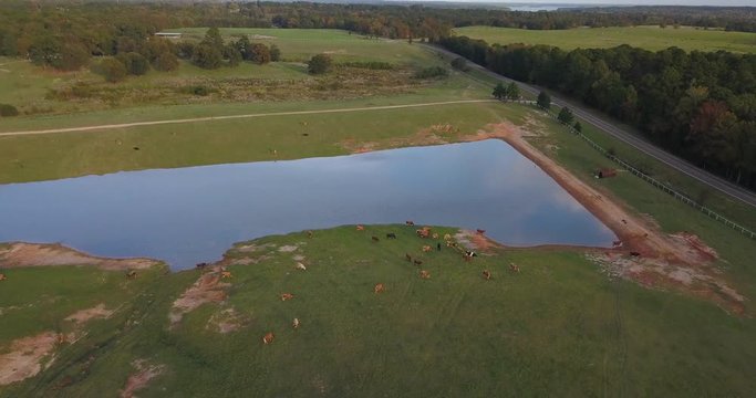 Drone shot of cows near a pond at the farm