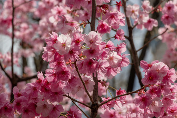 Cherry blossoms in central Tokyo, Nihonbashi, Chuo-city, Tokyo, Japan