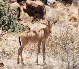 Red Hartebeest Calf