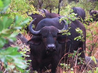 Obraz premium An African buffalo looking at the camera in Kruger National Park, South Africa.
