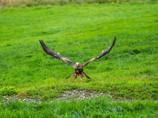 Red Kite ( Milvus milvus )