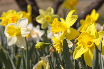 daffodil group