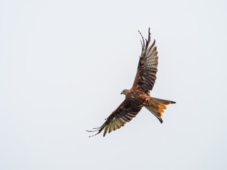 Red Kite ( Milvus milvus )