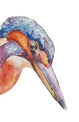 colorful kingfisher in the white background