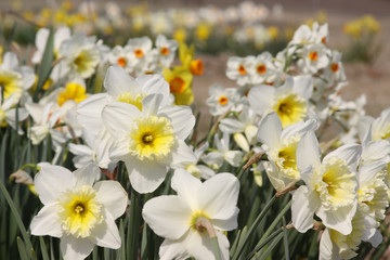 daffodils group white