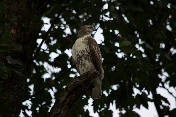 great horned owl perched on tree branch
