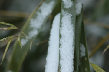snow like sugar