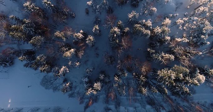 Flying over snow covered threes on a winter day in Espoo Finland