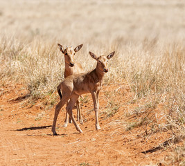 Two Red Hartebeest Calves