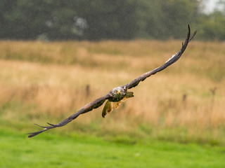 Red Kite ( Milvus milvus )