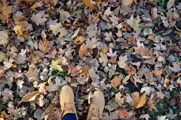 autumn leaves 
