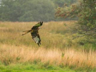 Red Kite ( Milvus milvus )