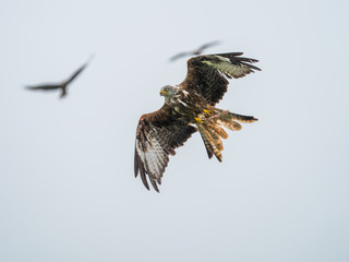 Red Kites ( Milvus milvus )