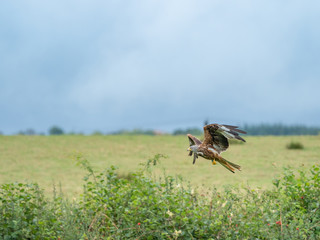 Red Kite ( Milvus milvus )
